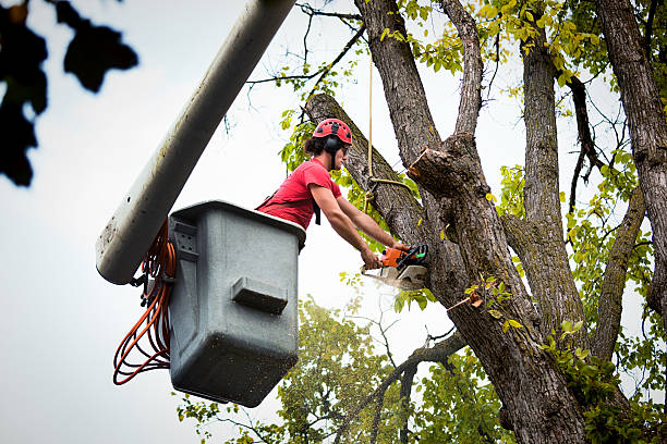 Best Tree Care Services  in Texarkana, TX